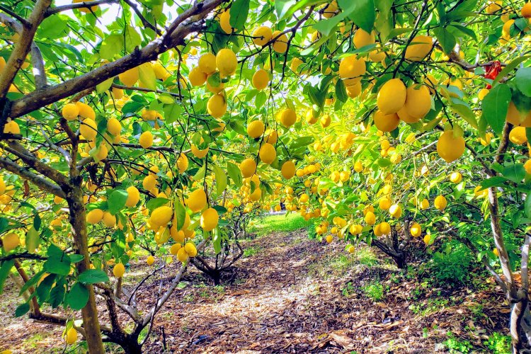 Harvest Recap Lemon Ladies Orchard Harvest March 7 Village Harvest